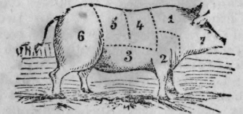 Names Of The Various Parts In Animals 104