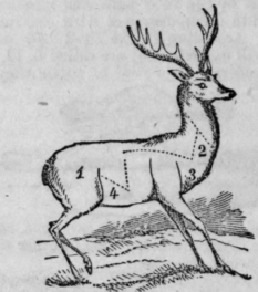 Names Of The Various Parts In Animals 106
