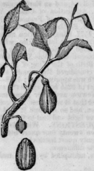 Nutmeg 158
