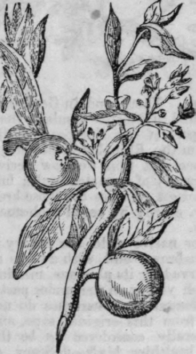Orange Tree 164