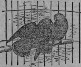 Parakeets 249