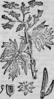 Rhubarb 125