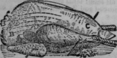 Roast Turkey 459