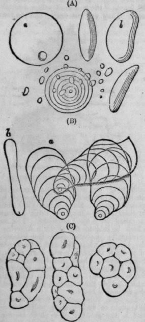 Starch 191