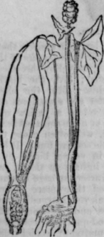 Tapioca 194