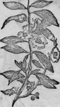 Tea Plant 176