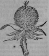 Teasel 294