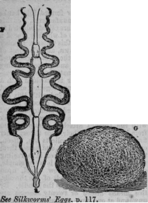 The Silkworm And Its Products Continued 396