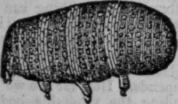 Water Louse 437