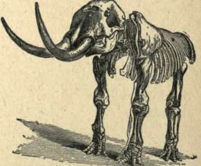 AMERICAN MASTODON, FOSSIL.