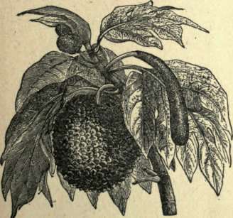 BREAD FRUIT.