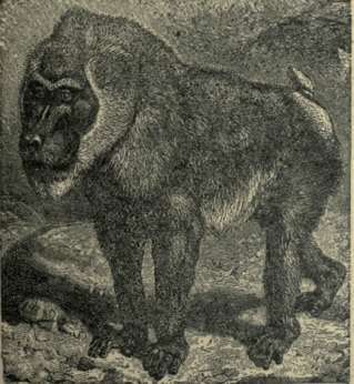 Baboon 13