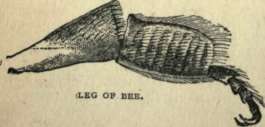 Bee 20