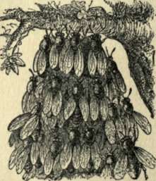 Bee 21
