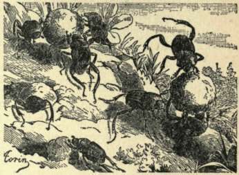 Beetle 23