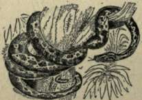 Boa Constrictor 26