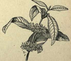 COFFEE PLANT