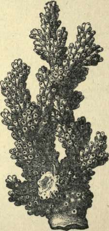 CORAL.