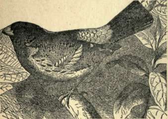 Cardinal Bird 41