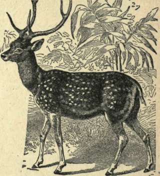 Deer 66