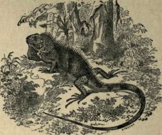 Dragon 70