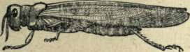 Locust 123