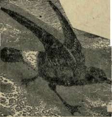 Petroleum 142