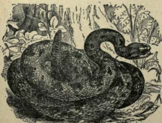 RATTLESNAKE.