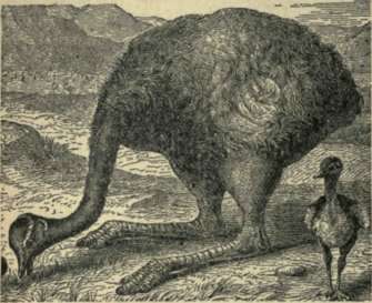 Rhea 151
