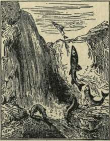 SALMON LEAPING.