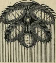 SPINNERET OF SPIDER.