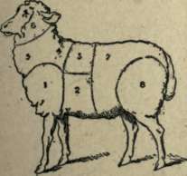 Sheep 162