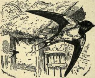 Swamow 175