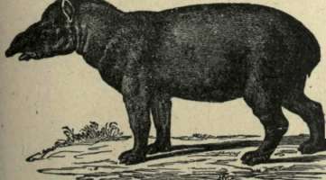 TAPIR.