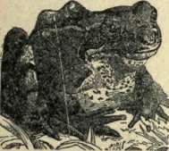 THE COMMON FROG