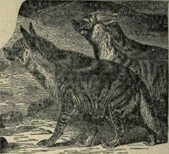 THE HYENA.