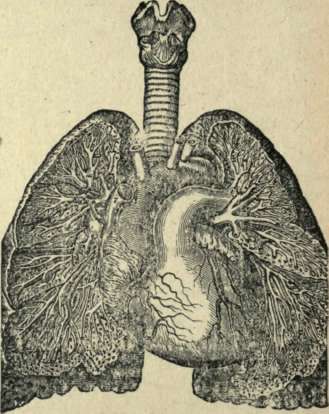 THE LUNGS, WIND PIPE AND HEART