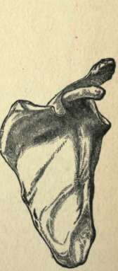 THE SCAPULA.