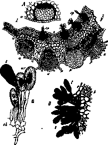 Description images/pp0017 1