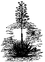 Description images/pp0035 1