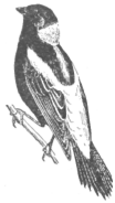 Description images/pp0263 1