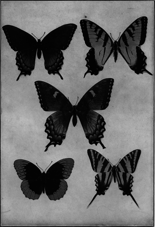Description images/pp0328 1