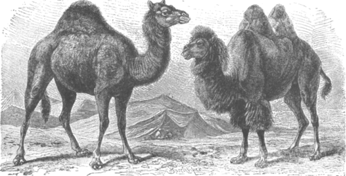 Description images/pp0347 1
