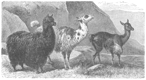 Description images/pp0348 1
