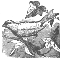 Description images/pp0360 1