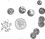 Description images/pp0433 2