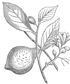 Description images/pp0442 1