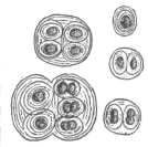 Description images/pp0533 1
