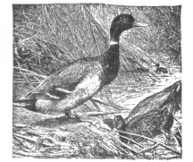 Description images/pp0002 2