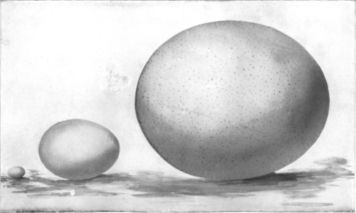 Description images/pp0034 1